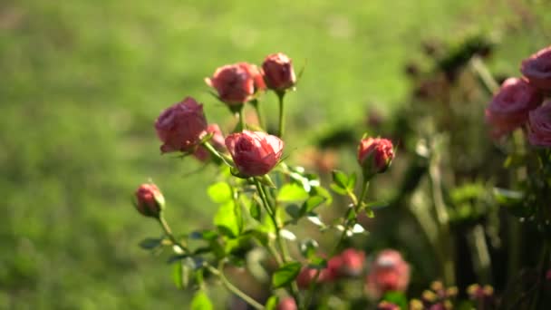 Ροζ Τριαντάφυλλα Στον Κήπο Ηλιοβασίλεμα Πίσω Αυλή — Αρχείο Βίντεο
