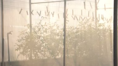 Bitki yetiştirme organik tarım için ağlı sera