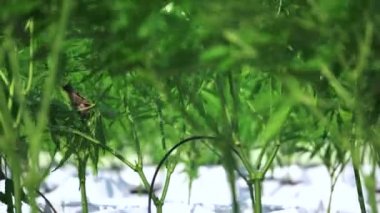 Tropik açık hava çiftliğinde marihuana yiyen yabani bir kuş.