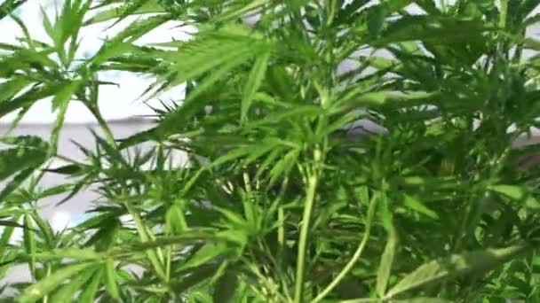 Cannabis Marihuana Agricultura Aire Libre Para Fines Médicos Cámara Lenta — Vídeos de Stock