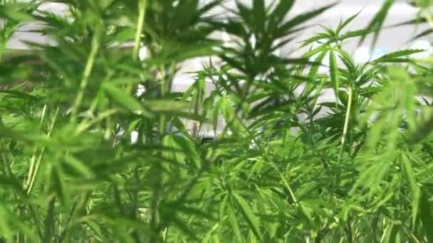 Cannabis Marihuána Kültéri Gazdálkodás Gyógyászati Célra Lassított Felvételeket 120Fps — Stock videók