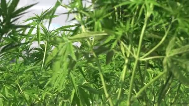 Cannabis Marihuana Freilandanbau Für Medizinische Zwecke Zeitlupe Video Aufgenommen 120Fps — Stockvideo