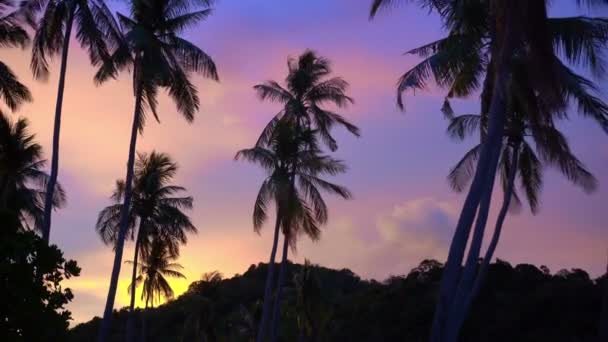 Sonnenuntergang Himmel Und Wolke Szene Tropischen Magischen Licht Gegen Kokosnussbaum — Stockvideo