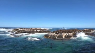 Fok adasındaki vahşi hayvan Cape Town Güney Afrika tekne gezisi fokları turistlerle oynamak için tekneye yakın yüzerler.
