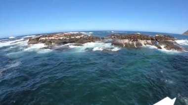 Fok Adası Cape Town Güney Afrika tekne gezisinde vahşi hayvanlar turistlerle oynamak için tekneye yakın yüzerler.