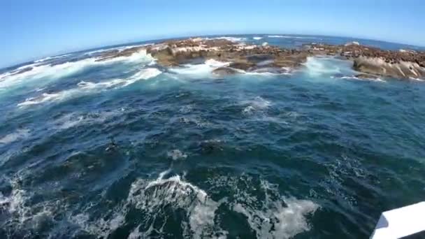 海豹岛上的野生动物南非开普敦乘船旅行海豹游到船边与游客玩耍 — 图库视频影像