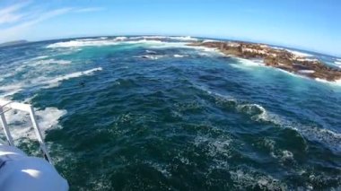 Fok adasındaki vahşi hayvan Cape Town Güney Afrika tekne gezisi fokları turistlerle oynamak için tekneye yakın yüzerler.