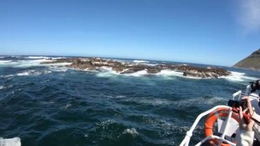 Fok adasındaki vahşi hayvan Cape Town Güney Afrika tekne gezisi fokları turistlerle oynamak için tekneye yakın yüzerler.