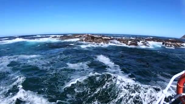 아프리카 케이프 유람선 바다표범은 관광객들 과놀기 위하여 가까이 헤엄쳐 다닌다 — 비디오