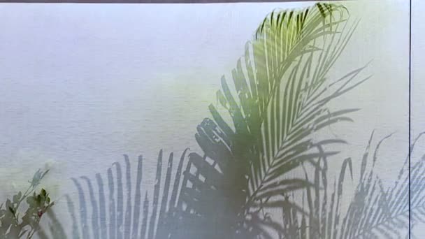 Tropic Φύλλα Φοίνικα Κινείται Σκιά Φυτό Ρίχνει Πάνω Από Ύφασμα — Αρχείο Βίντεο