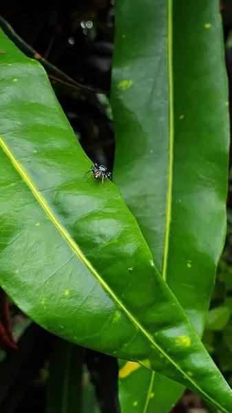 緑の葉の上の小さな青いターコイズ色のクモ熱帯の自然生活 — ストック写真