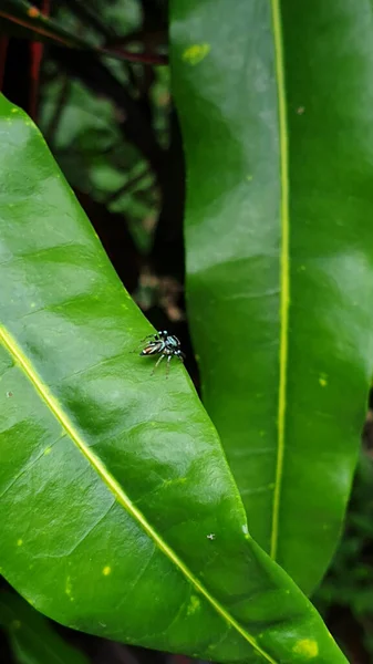 Liten Blå Turkos Färg Spindel Grönt Löv Tropisk Natur Liv — Stockfoto