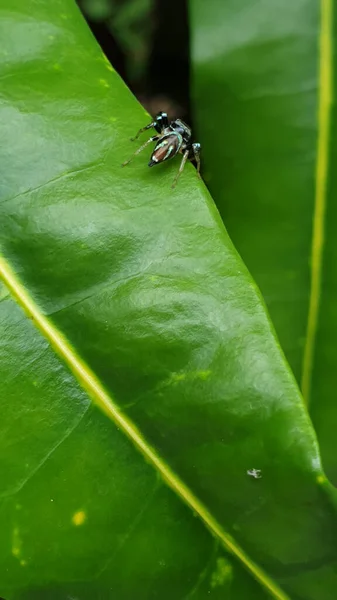 Liten Blå Turkos Färg Spindel Grönt Löv Tropisk Natur Liv — Stockfoto