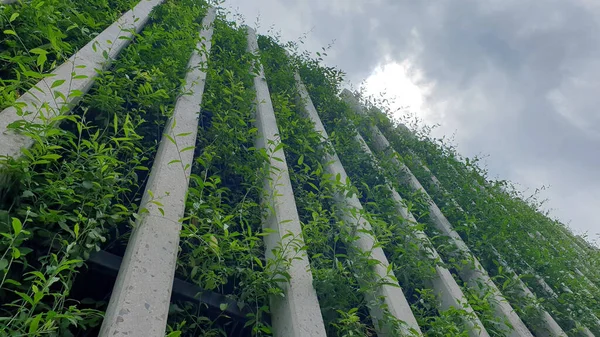 Verde Vertical Árvore Walll Fileiras Construção Natureza Harmonia Estilo Vida — Fotografia de Stock