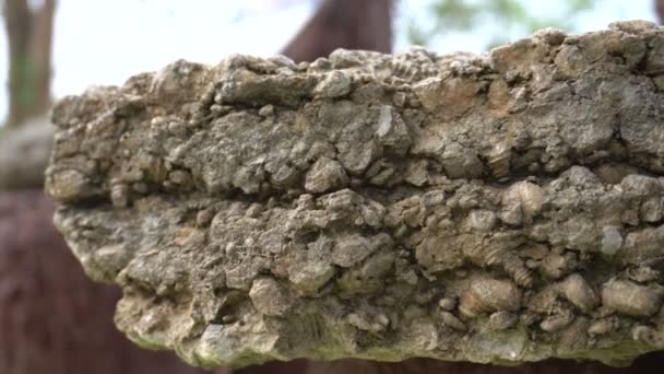 Lagen Van Schelpdieren Samengedrukt Steen Schelp Begraafplaats Historische Oude Plaats — Stockvideo