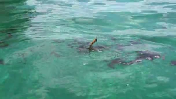 Lupta Cerneala Pulverizarea Cuttlefish Calmar Plin Viață Pescuit Din Oceanul — Videoclip de stoc