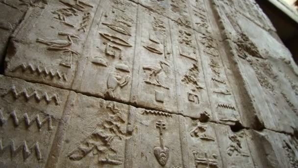 Djur Hieroglyfer Vägg Vid Edfu Tempel Egyptiska Bokstäver — Stockvideo