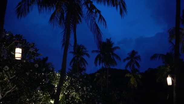 Coqueiros Verticais Céu Azul Escuro Ilha Tropical Momento Noite — Vídeo de Stock