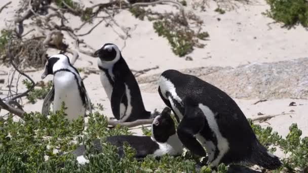 African Penguin Showing Love Boulder Beach Cape Town Colony Wildlife — Stockvideo