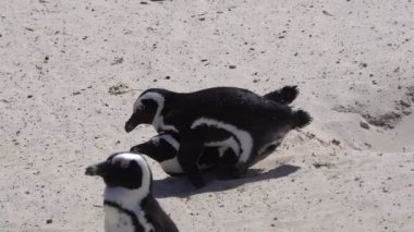 South African pengiuns mating at colony in boulder beach funny wings moving with sand