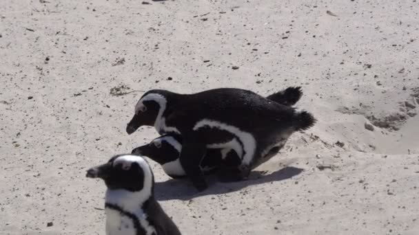 Südafrikanische Pinguine Paaren Sich Kolonie Boulderstrand Lustige Flügel Bewegen Sich — Stockvideo