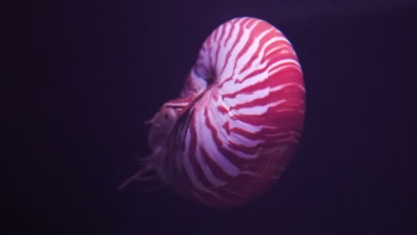 Lebendiges Meerestier Mit Kammern Nautilus Schwimmt Wasser Perfekte Proportion Tierische — Stockvideo