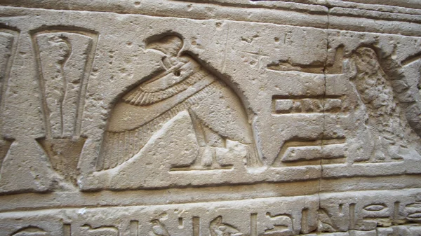 Keselyűmadár Hiroglipszei Egyiptom Falán Sóvárogtak — Stock Fotó