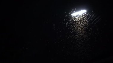 Mayfly termite playing and flying with electric light at night after rain