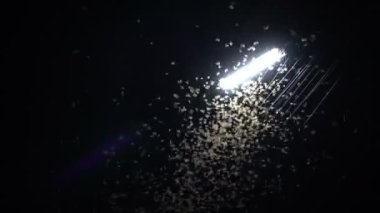 Mayfly termite playing and flying with electric light at night after rain