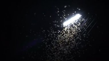 Mayfly termite playing and flying with electric light at night after rain