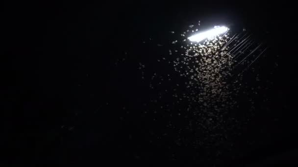 Mayfly Termite Playing Flying Electric Light Night Rain — Vídeo de Stock