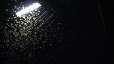 Mayfly termite playing and flying with electric light at night after rain