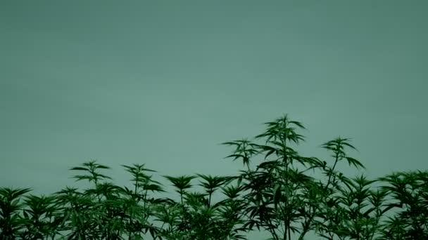 Marijuana Szabadtéri Gazdaság Legalizálja Orvosi Ipar — Stock videók