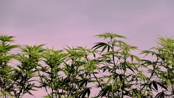 大麻室外农场使医疗行业合法化 — 图库视频影像