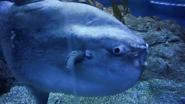 Close Shot Sunfish Mola Mola Ocean Large Cute Fish Creature — Stock Photo, Image