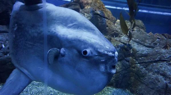 Close Shot Sunfish Mola Mola Ocean Large Cute Fish Creature — Stock Photo, Image