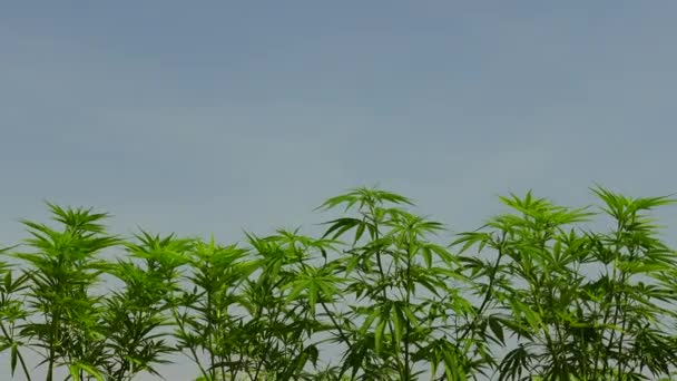 Campo de cannabis en el sol tropical y espacio de copia del cielo — Vídeos de Stock