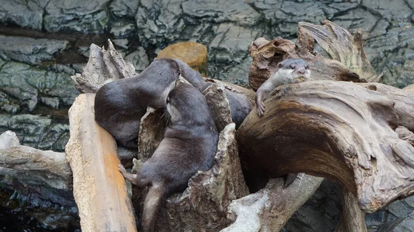 Seeotter Schläft Auf Baumstämmen Flussnähe — Stockfoto