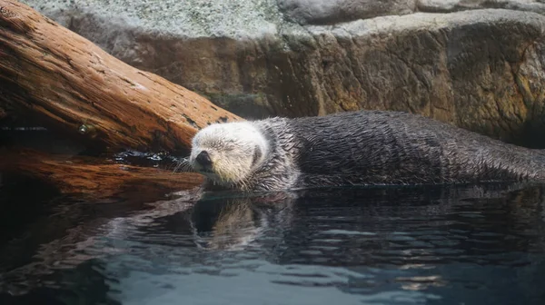 Seeotter Schläft Auf Baumstämmen Flussnähe — Stockfoto