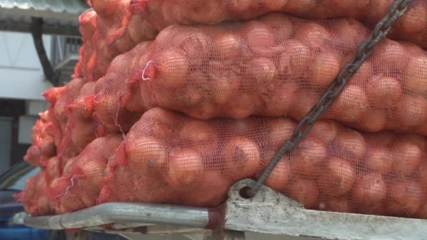 Bolsas Netas Llenas Cebollas Cosechadas Granja Transporte Con Camión Para — Vídeos de Stock