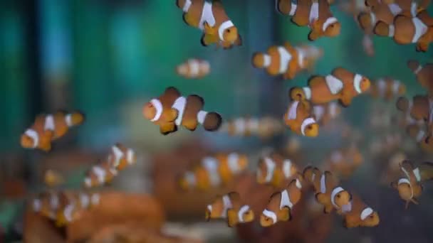School Van Clownfish Kwekerij Tropische Vis Kleurrijke Zee Schattig Dier — Stockvideo