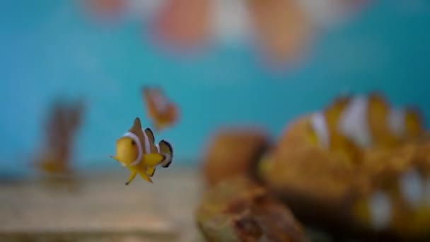 School Van Clownfish Kwekerij Tropische Vis Kleurrijke Zee Schattig Dier — Stockvideo