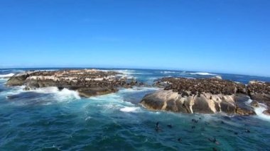Yavaş çekim fok adası False Bay Cape Town Güney Afrika 'da tekne turu izliyor.