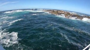 Cape Town Güney Afrika tekne gezisi yakınlarında fok adasının fotoğrafını çeken turistler