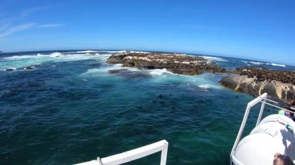 Touristes Prenant Des Photos Île Aux Phoques Près Cap Afrique — Video