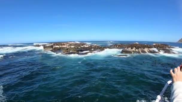 Turistas Tirar Fotos Ilha Selo Perto Cidade Cabo África Sul — Vídeo de Stock