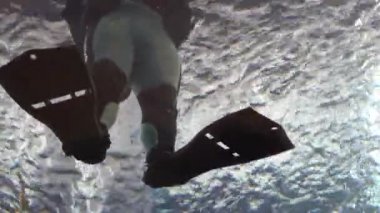 Cam akvaryum tünelinde duran dalgıç ve yüzgeçler akvaryumda çalışıyor.