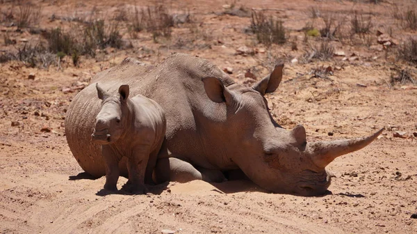 Два Белых Носорога Мать Теленок Отдыхают Вместе Заповеднике Дикой Природы — стоковое фото