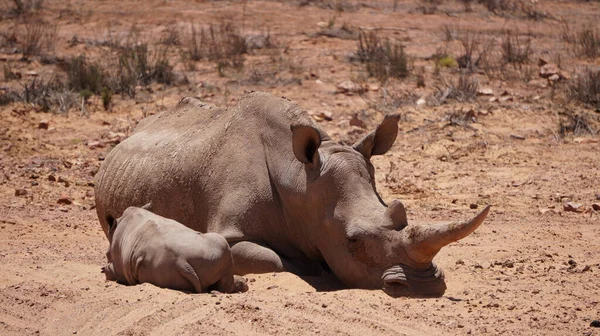 Twee Witte Neushoorn Moeder Kalf Rusten Samen Wildreservaat Natuurpark Gevaar — Stockfoto