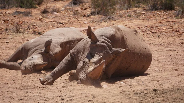 Groep Van Witte Neushoorns Baden Zon Onderdompeling Modder Wilde Dieren — Stockfoto